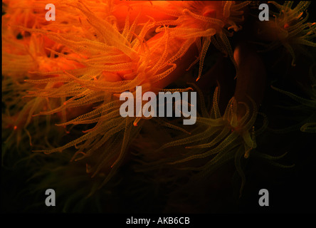 When feeding at night orange cup coral polyps bloom with a delicate grace and brilliant beauty Stock Photo