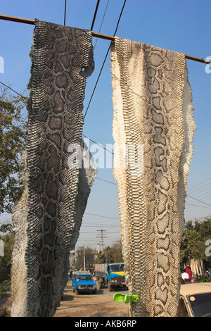 Myanmar (Burma), Mandalay, Snake skins outside leather shop Stock Photo