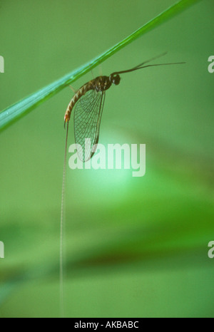 Mayfly at rest Stock Photo