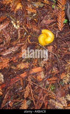 Mating Banana Slugs USA Stock Photo
