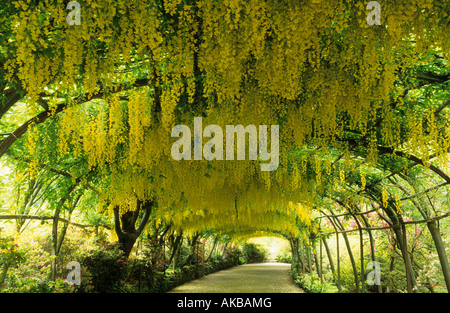 Bodnant North Wales The Laburnum Arch Stock Photo