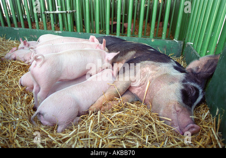 Mother pig with piglets at county fair Stock Photo