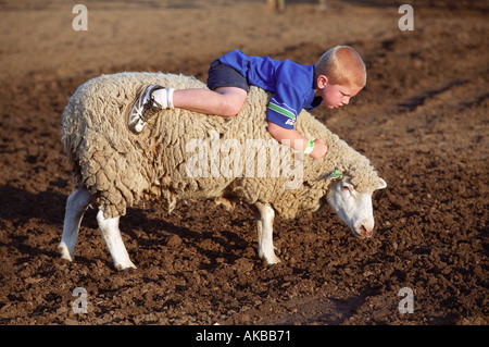 running sheep kicks man in barn running sheep kicks man in barn