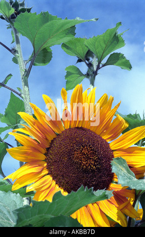 Sunflower Stock Photo