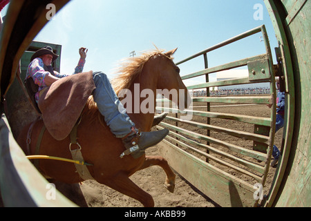 Fisheye view of horse leaving the chute in a rodeo Stock Photo