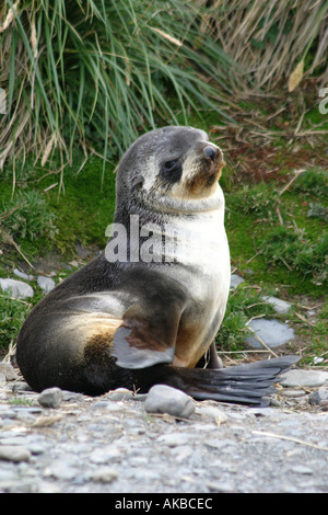 appealing Young fur seal pup on Carcass Island ,Falkland Islands, Arctocephalus Australis Antarctica Stock Photo