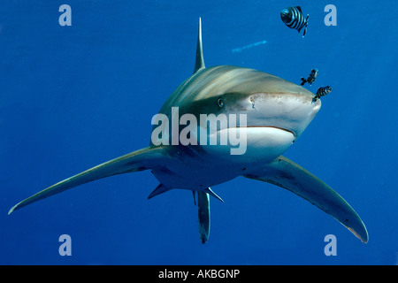 oceanic white tip shark Carcharinus longimanus Elphinstone Reef Red Sea Indian Ocean Stock Photo