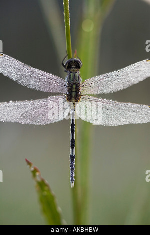 Orthetrum sabina. Slender skimmer dragonfly covered in dew drops. India Stock Photo