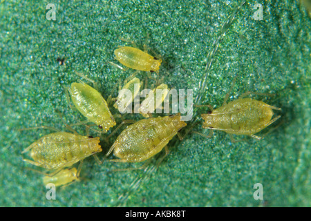 Violet aphid Myzus ornatus group on a pansy leaf Stock Photo