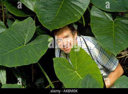 A hiker along the Hana Coast Highway in a stand of elephant ear in a rain forest Stock Photo