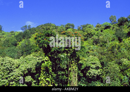 Flame trees bloom in the dense rain forest along the Hana Coast Highway in Maui Stock Photo