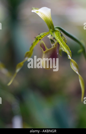 Orchid at Queen Sirikit Botanic Garden at Mae Rim in northern Thailand Stock Photo