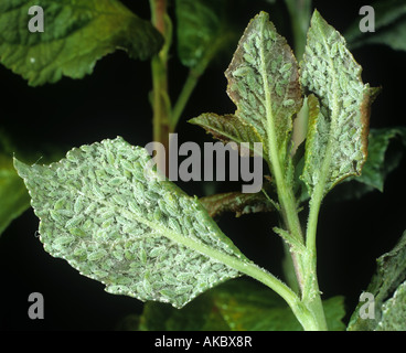 Mealy plum aphid Hyalopterus pruni infestation on plum leaf underside Stock Photo