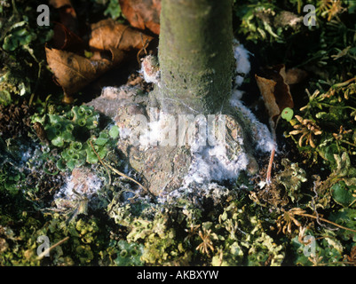 Woolly Aphid Eriosoma lanigerum colony at the base of a young tree Stock Photo