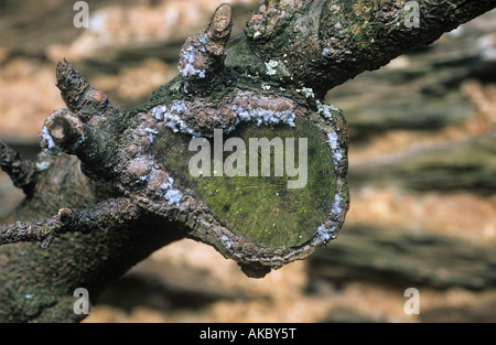 Woolly Aphid Eriosoma lanigerum colony on apple pruning scar Stock Photo