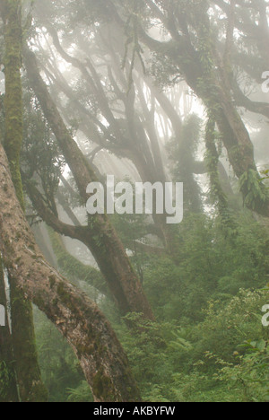 Misty rhododendron forest (2800 m) during the monsoon, near Tadapani, Annapurna Sanctuary, Nepal Stock Photo