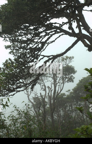 Misty rhododendron and bamboo forest during the monsoon, Annapurna Base Camp trek, Annapurna Sanctuary, Nepal Stock Photo