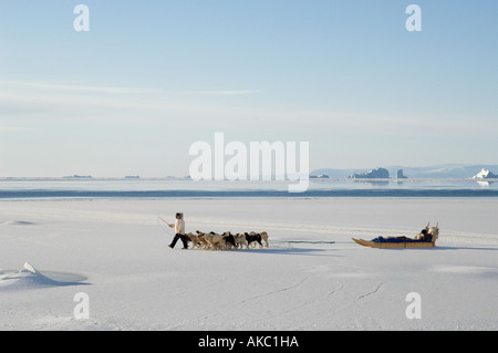 Qaanaaq Greenland Hunter walking his dog team across sea ice.  Icebergs and open water in the background Stock Photo