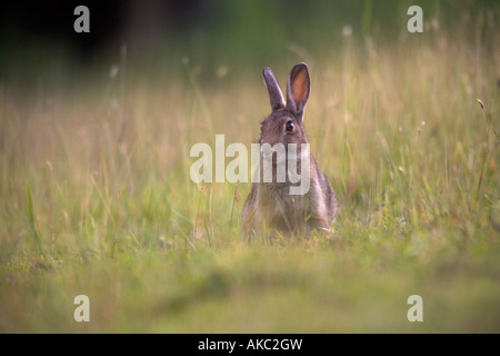 rabbit Oryctolagus cunniculus in a meadow cornwall Stock Photo