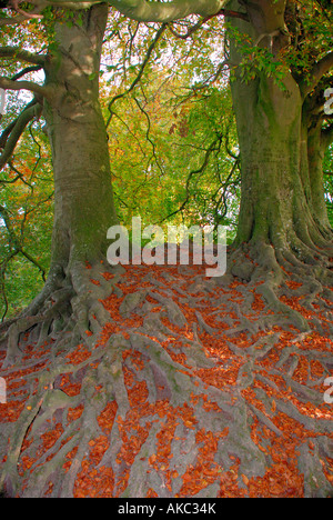 beech trees showing fallen leaves in roots.Tree roots. Stock Photo