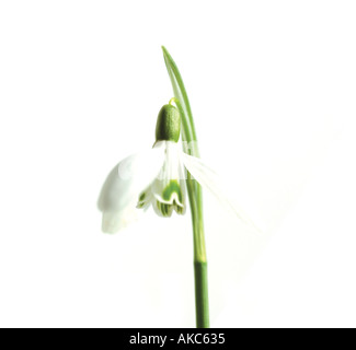 Close up of Single snowdrop flower on white backgound Stock Photo