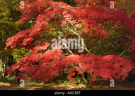 Japanese Maple Acer palmatum ssp matsumarae Stock Photo