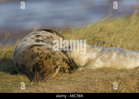 young Atlantic Grey Seal pup suckling from it's mother Stock Photo