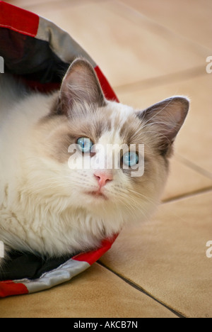 A male blue bicolour Ragdoll cat kitten emerging from play in a toy tunnel in his Wiltshire home England UK EU Stock Photo