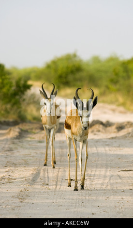 A pair of springboks, Antidorcas marsupialis, walk along a sandy track at Nxai Pan in Botswana. Stock Photo