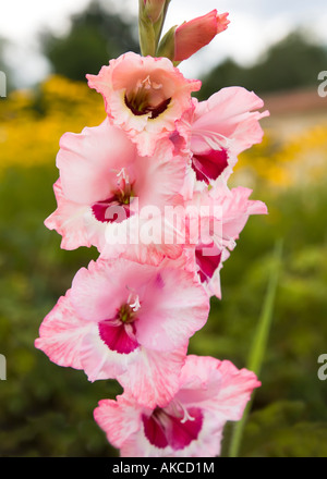 Gladiolus flower Stock Photo