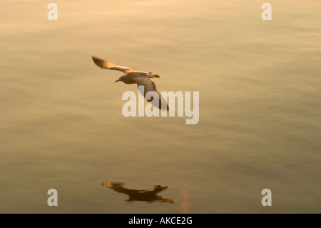 A SEAGULL IN FLIGHT CASTS A REFLECTION IN THE WATER Stock Photo