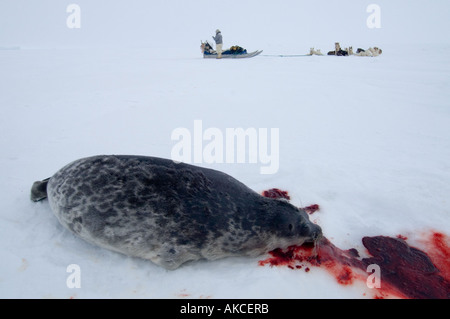 Traditional subsistence Inuit hunting Hunting for ringed seal Qaanaaq Greenland April 2006 Stock Photo