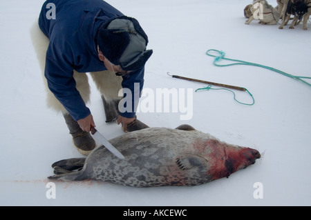 Traditional subsistence Inuit hunting Hunting for ringed seal Qaanaaq Greenland April 2006 Stock Photo