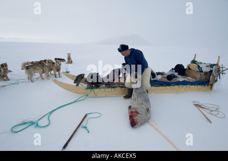 Traditional subsistence Inuit hunting Hunting for ringed seal Qaanaaq Greenland April 2006 Stock Photo