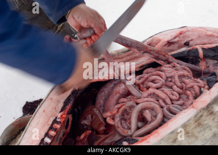 Traditional subsistence Inuit hunting Hunting for ringed seal Qaanaaq Greenland April 2006 Stock Photo