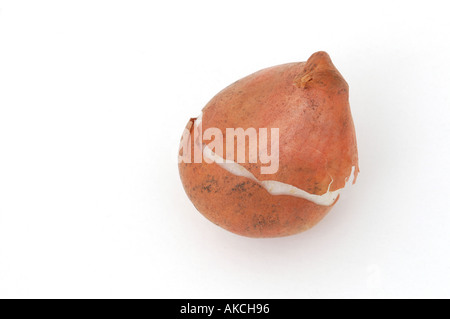 Tulip bulb Stock Photo
