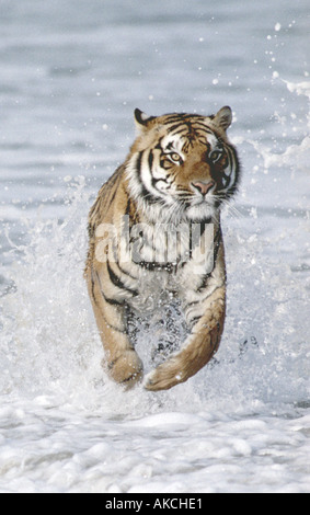 Bengal tiger running in the sea Stock Photo