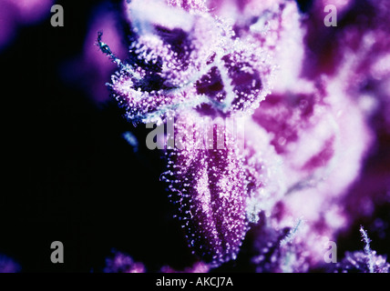 Kodak color infrared image of a mature female Cannabis plant during flowering stage, shot with a Nikon BR-2 reversing ring. Stock Photo