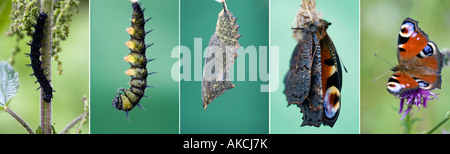 Aglais io. Life cycle of peacock butterfly sequence Stock Photo