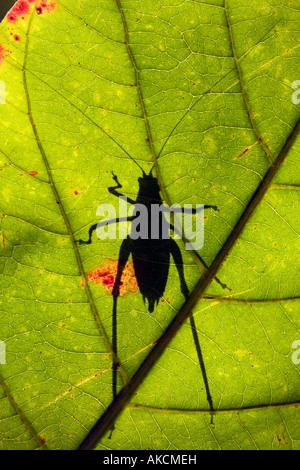 Long-horned grasshopper / Bush cricket / Katydid shadow on leaf in the indian countryside. India Stock Photo