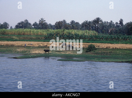 Cows on the banks of the Nile, Egypt Stock Photo