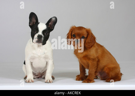 French Bulldog and Cavalier King Charles Spaniel puppies 3 month Stock Photo