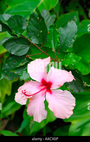 Beautiful Hibiscus Kepakemapa Flower at Onomea Bay near Hawaii Tropical Botanical Garden Hilo Big Island Hawaii USA Stock Photo