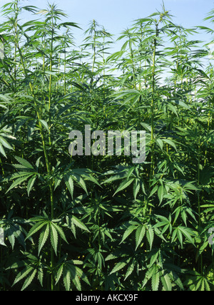 Harvesting Hemp Seeds Marijuana plant growing on farmland in Pakistan Stock 