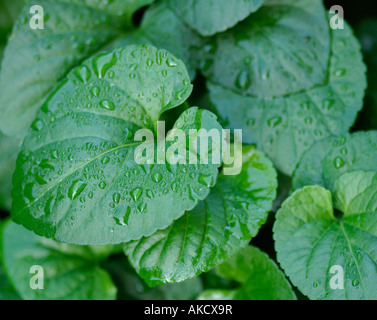 Water drops on green leaves. Stock Photo