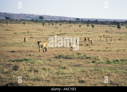 Sixteen lionesses and cubs moving across open grass plains Masai Mara National Reserve Kenya East Africa Stock Photo