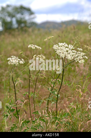 COW PARSLEY GROWING IN A HEREFORDSHIRE FIELD UK Stock Photo