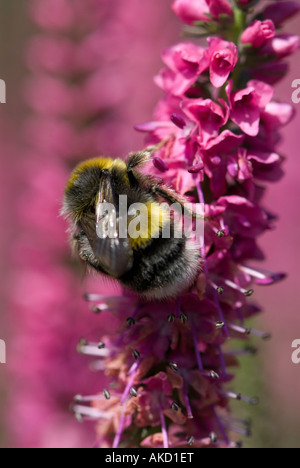 Bee taking pollen from pink flower Stock Photo