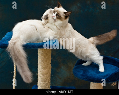 Two young twin Ragdoll kittens engaged in lively active play on top of their tree in Wiltshire England UK Stock Photo