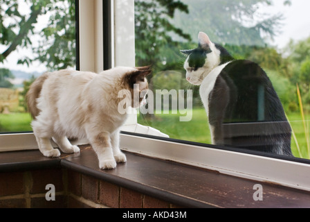 A young Ragdoll female kitten meets an older outdoor cat through the glass of a conservatory window in Wiltshire England UK EU Stock Photo